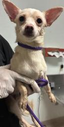 Shelter Stray Male Dog last seen Near BLOCK WATER ST, BAKERSFIELD CA 93305, Bakersfield, CA 93308