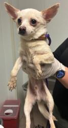 Shelter Stray Male Dog last seen Near BLOCK WATER ST, BAKERSFIELD CA 93305, Bakersfield, CA 93308