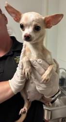 Shelter Stray Female Dog last seen Near BLOCK WATER ST, BAKERSFIELD CA 93305, Bakersfield, CA 93308