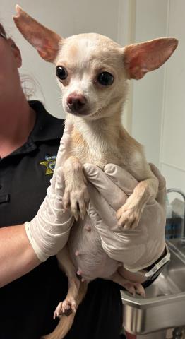 Shelter Stray Female Dog last seen Near BLOCK WATER ST, BAKERSFIELD CA 93305, Bakersfield, CA 93308