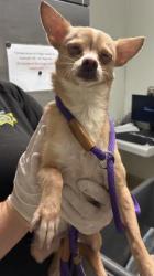Shelter Stray Female Dog last seen Near BLOCK WATER ST, BAKERSFIELD CA 93305, Bakersfield, CA 93308