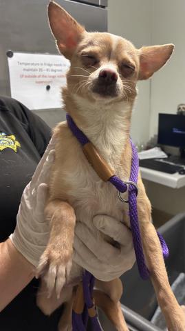 Shelter Stray Female Dog last seen Near BLOCK WATER ST, BAKERSFIELD CA 93305, Bakersfield, CA 93308