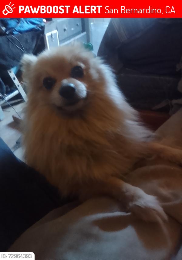Lost Male Dog last seen California and baseline, San Bernardino, CA 92411
