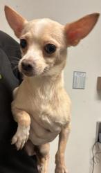 Shelter Stray Female Dog last seen Near BLOCK WATER ST, BAKERSFIELD CA 93305, Bakersfield, CA 93308