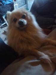 Lost Male Dog last seen California and baseline, San Bernardino, CA 92411