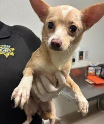 Shelter Stray Female Dog last seen Near BLOCK WATER ST, BAKERSFIELD CA 93305, Bakersfield, CA 93308