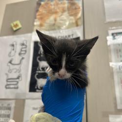 Shelter Stray Female Cat last seen N BRUCE ST & E WASHINGTON AVE, Las Vegas, NV 89101