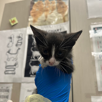 Shelter Stray Female Cat last seen N BRUCE ST & E WASHINGTON AVE, Las Vegas, NV 89101