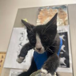 Shelter Stray Male Cat last seen N BRUCE ST & E WASHINGTON AVE, Las Vegas, NV 89101