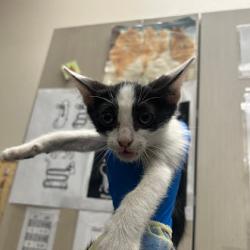 Shelter Stray Male Cat last seen N BRUCE ST & E WASHINGTON AVE, Las Vegas, NV 89101