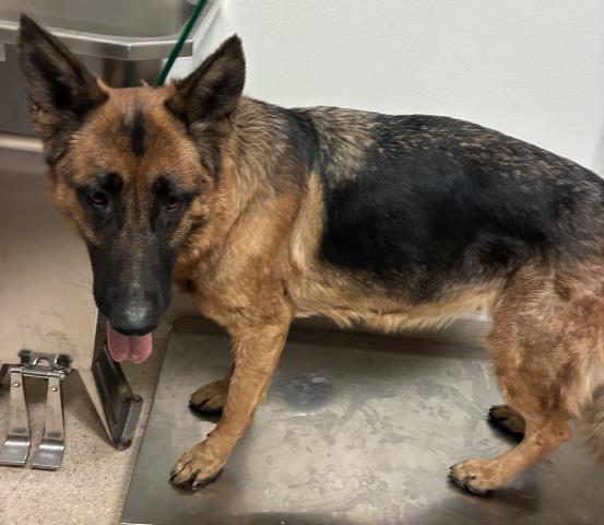Shelter Stray Female Dog last seen Near NILES ST, BAKERSFIELD CA 93305, Bakersfield, CA 93308