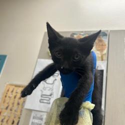 Shelter Stray Male Cat last seen N BRUCE ST & E WASHINGTON AVE, Las Vegas, NV 89101