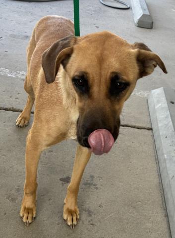 Shelter Stray Female Dog last seen Near BLOCK GIBBS AVE, MOJAVE CA 93501, Bakersfield, CA 93308