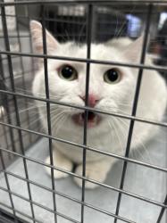 Shelter Stray Female Cat last seen Near BLOCK E RUSSELL RD, LAS VEGAS NV 89122, Las Vegas, NV 89101