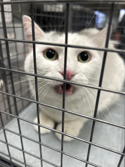 Shelter Stray Female Cat last seen Near BLOCK E RUSSELL RD, LAS VEGAS NV 89122, Las Vegas, NV 89101