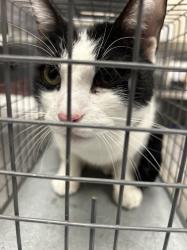 Shelter Stray Male Cat last seen Near BLOCK E RUSSELL RD, LAS VEGAS NV 89122, Las Vegas, NV 89101