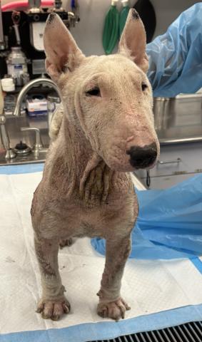 Shelter Stray Female Dog last seen Near BLOCK HENLEY ST, BAKERSFIELD CA 93307, Bakersfield, CA 93308
