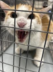 Shelter Stray Male Cat last seen Near BLOCK E RUSSELL RD, LAS VEGAS NV 89122, Las Vegas, NV 89101