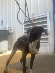 Shelter Stray Female Dog last seen Near BLOCK LEBEC OAKS RD, LEBEC CA 93243, Bakersfield, CA 93308