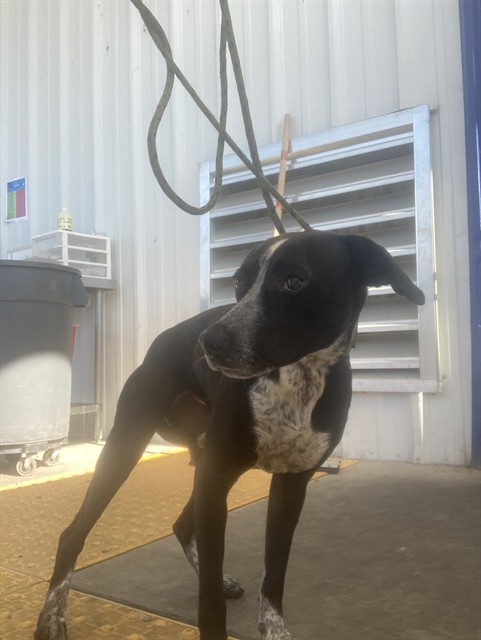 Shelter Stray Female Dog last seen Near BLOCK LEBEC OAKS RD, LEBEC CA 93243, Bakersfield, CA 93308