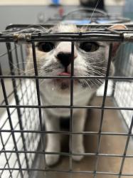 Shelter Stray Female Cat last seen N DURANGO DR & S 215, Las Vegas, NV 89101