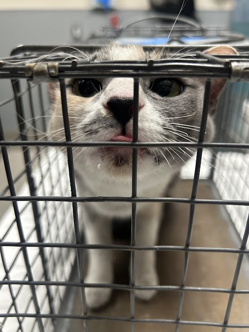 Shelter Stray Female Cat last seen N DURANGO DR & S 215, Las Vegas, NV 89101
