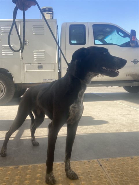 Shelter Stray Female Dog last seen Near BLOCK LEBEC OAKS RD, LEBEC CA 93243, Bakersfield, CA 93308
