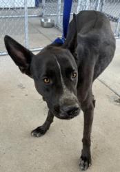 Shelter Stray Male Dog last seen Near BLOCK KERN CANYON RD, BAKERSFIELD CA 93306, Bakersfield, CA 93308