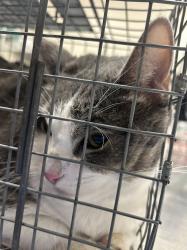 Shelter Stray Unknown Cat last seen Near BLOCK W BADURA AVE, LAS VEGAS NV 89113, Las Vegas, NV 89101
