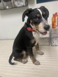 Shelter Stray Female Dog last seen Near BLOCK LEBEC OAKS RD, LEBEC CA 93243, Bakersfield, CA 93308