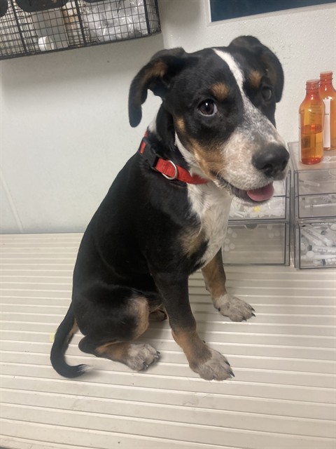 Shelter Stray Female Dog last seen Near BLOCK LEBEC OAKS RD, LEBEC CA 93243, Bakersfield, CA 93308