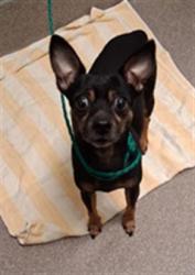 Shelter Stray Male Dog last seen S CIMARRON RD | W FLAMINGO RD, Las Vegas, NV 89101