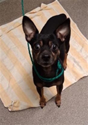 Shelter Stray Male Dog last seen S CIMARRON RD | W FLAMINGO RD, Las Vegas, NV 89101