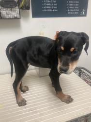Shelter Stray Female Dog last seen Near BLOCK LEBEC OAKS RD, LEBEC CA 93243, Bakersfield, CA 93308
