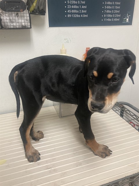 Shelter Stray Female Dog last seen Near BLOCK LEBEC OAKS RD, LEBEC CA 93243, Bakersfield, CA 93308