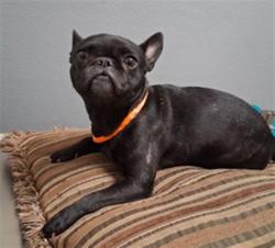 Shelter Stray Female Dog last seen DROPPED AT SHELTER, Las Vegas, NV 89101