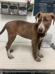 Shelter Stray Female Dog last seen Near BLOCK LEBEC OAKS RD, LEBEC CA 93243, Bakersfield, CA 93308