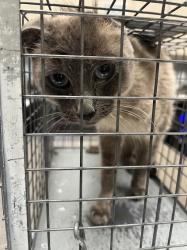 Shelter Stray Male Cat last seen E LONE MOUNTAIN RD & LAWRENCE ST, Las Vegas, NV 89101
