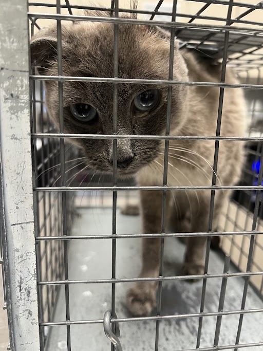 Shelter Stray Male Cat last seen E LONE MOUNTAIN RD & LAWRENCE ST, Las Vegas, NV 89101