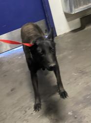 Shelter Stray Female Dog last seen Near BLACKBURN ST, BAKERSFIELD CA 93307, Bakersfield, CA 93308