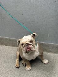 Shelter Stray Female Dog last seen E OWENS AVE & N EASTERN AVE, Las Vegas, NV 89101