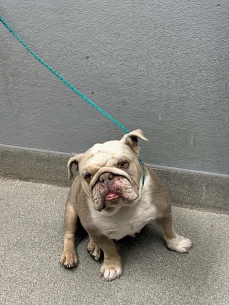 Shelter Stray Female Dog last seen E OWENS AVE & N EASTERN AVE, Las Vegas, NV 89101