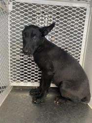 Shelter Stray Male Dog last seen Near BLACKBURN ST, BAKERSFIELD CA 93307, Bakersfield, CA 93308