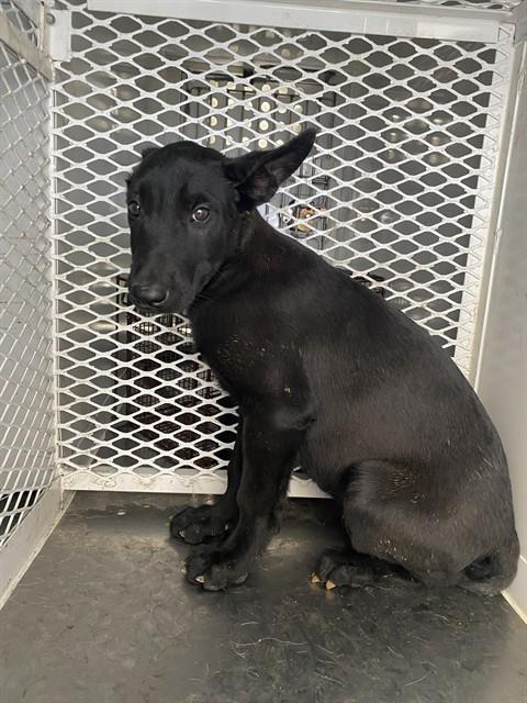 Shelter Stray Male Dog last seen Near BLACKBURN ST, BAKERSFIELD CA 93307, Bakersfield, CA 93308