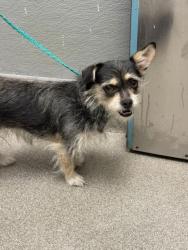 Shelter Stray Female Dog last seen E BONANZA RD & N BRUCE ST, Las Vegas, NV 89101