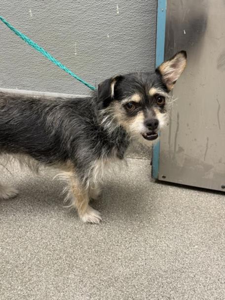 Shelter Stray Female Dog last seen E BONANZA RD & N BRUCE ST, Las Vegas, NV 89101