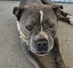 Shelter Stray Female Dog last seen Near BLOCK E CALIFORNIA AVE, BAKERSFIELD CA 93307, Bakersfield, CA 93308