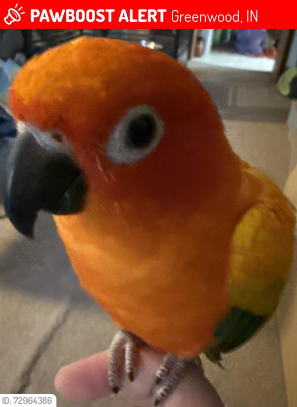 Lost Female Bird last seen Near Harrison Drive, West of Ray Sman (US 31 South, Greenwood), Greenwood, IN 46143