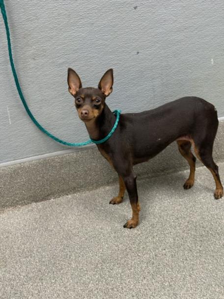 Shelter Stray Female Dog last seen E WASHINGTON AVE & N NELLIS BLVD, Las Vegas, NV 89101