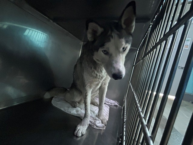 Shelter Stray Female Dog last seen , Irwindale, CA 91706